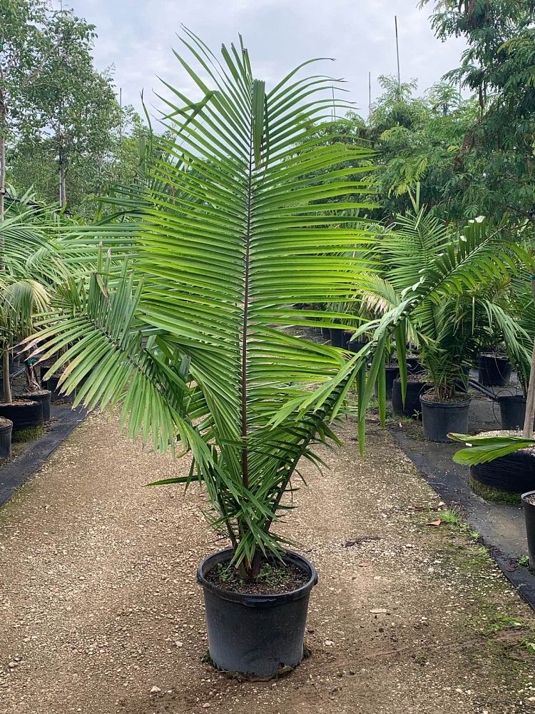 attalea-cohune-orbignya-cohune-cohune-palm