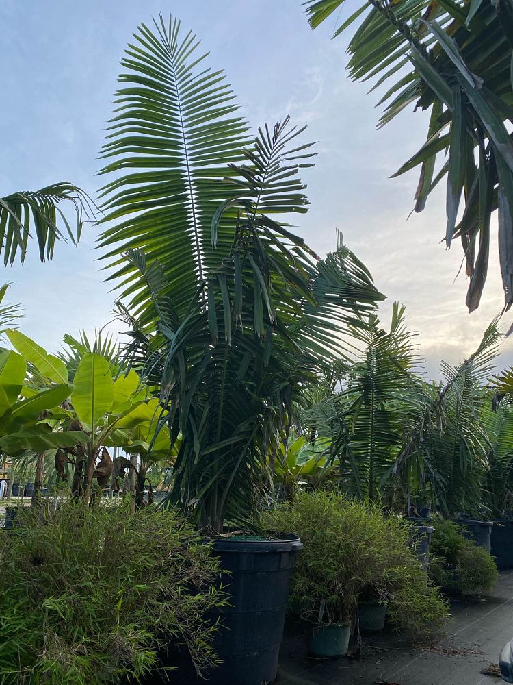 attalea-cohune-orbignya-cohune-cohune-palm