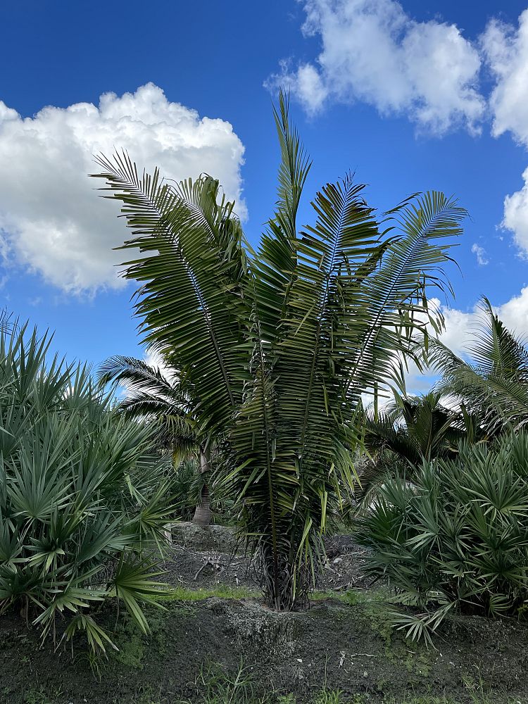 attalea-cohune-orbignya-cohune-cohune-palm