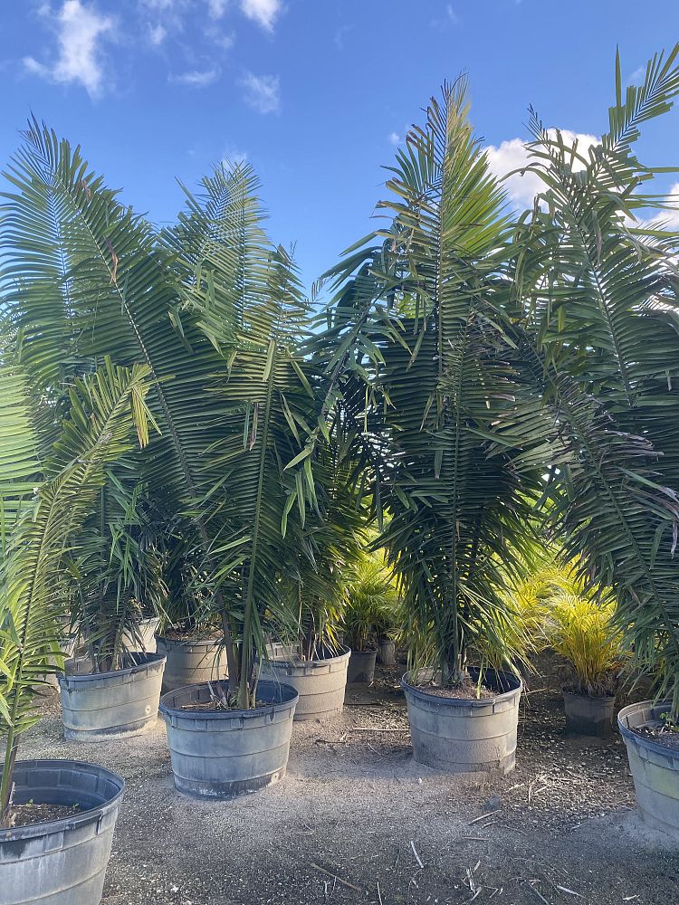 attalea-cohune-orbignya-cohune-cohune-palm
