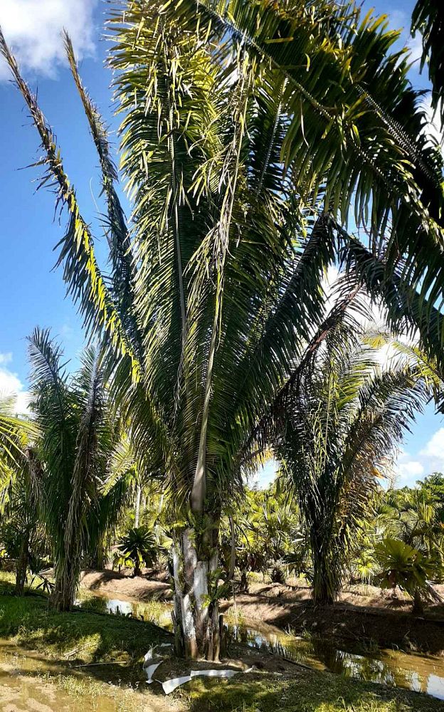 attalea-cohune-orbignya-cohune-cohune-palm