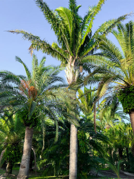 attalea-cohune-orbignya-cohune-cohune-palm