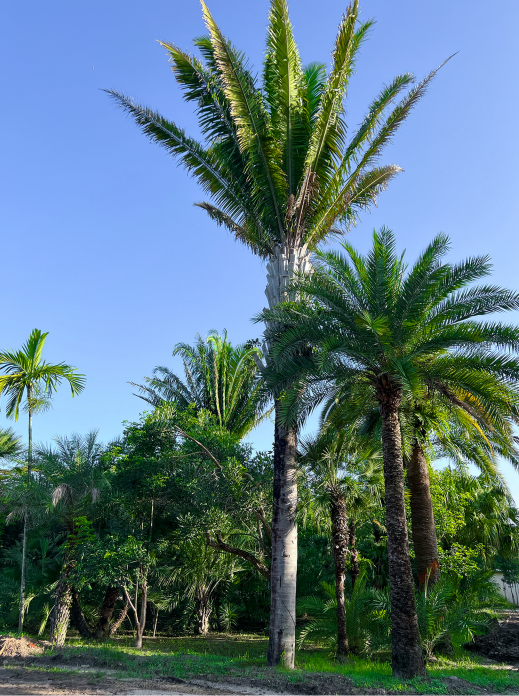 attalea-cohune-orbignya-cohune-cohune-palm