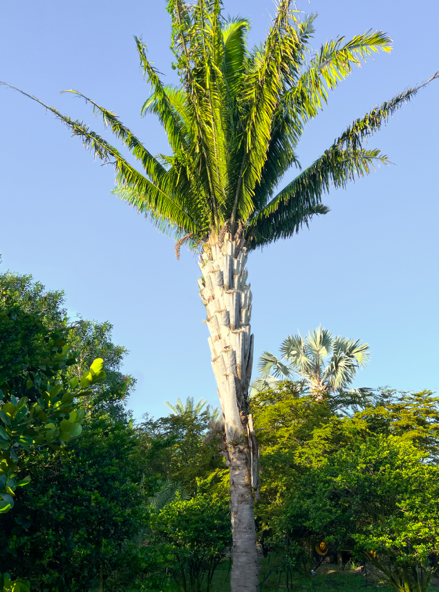 attalea-cohune-orbignya-cohune-cohune-palm
