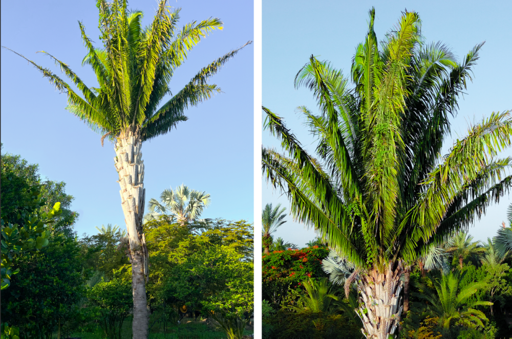 attalea-cohune-orbignya-cohune-cohune-palm
