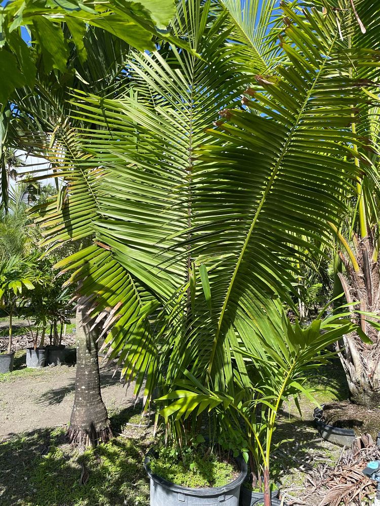 attalea-cohune-orbignya-cohune-cohune-palm