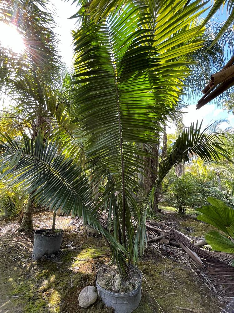 attalea-cohune-orbignya-cohune-cohune-palm