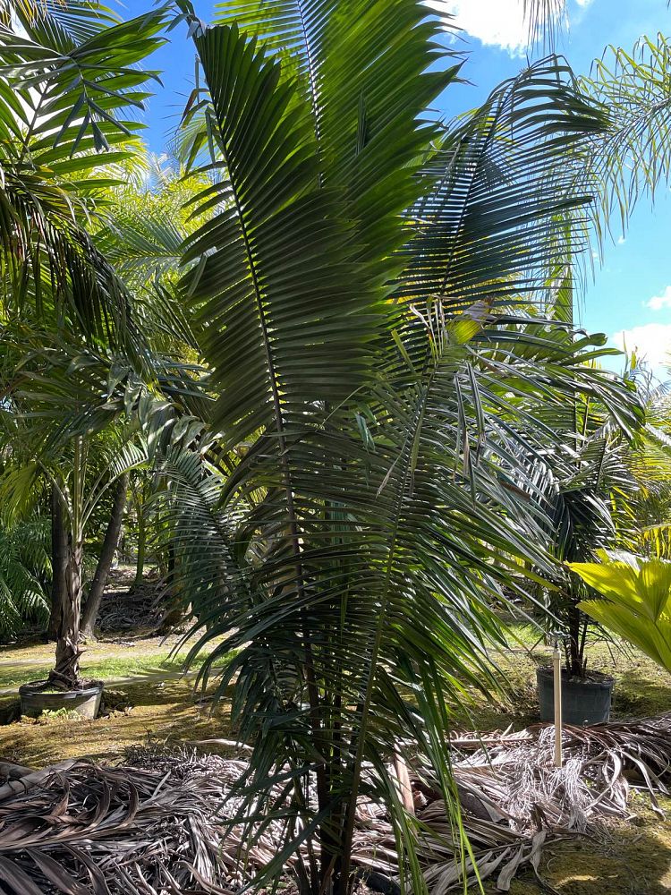 attalea-cohune-orbignya-cohune-cohune-palm