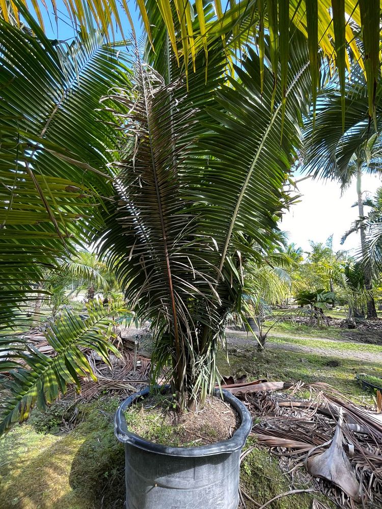 attalea-cohune-orbignya-cohune-cohune-palm
