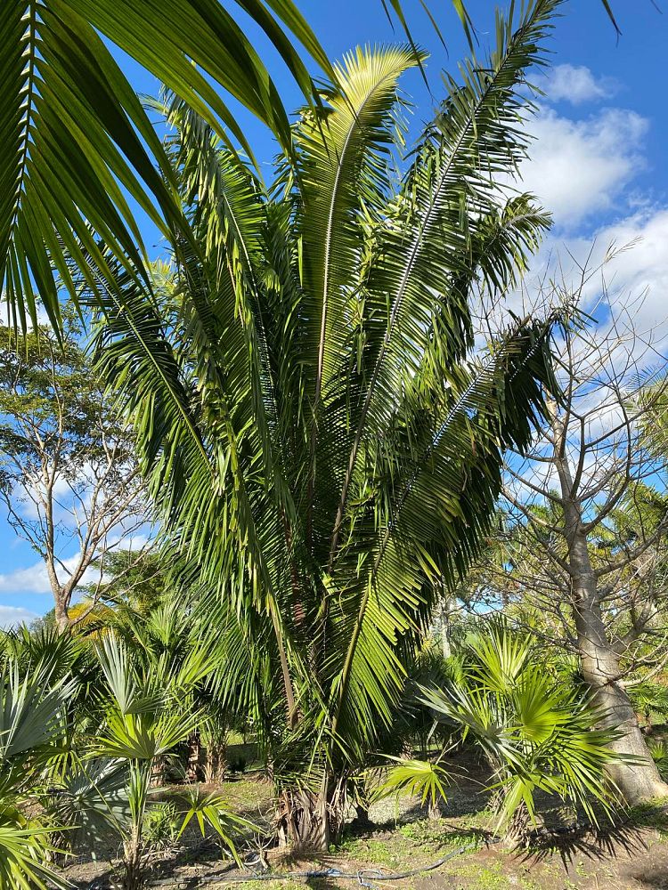 attalea-cohune-orbignya-cohune-cohune-palm
