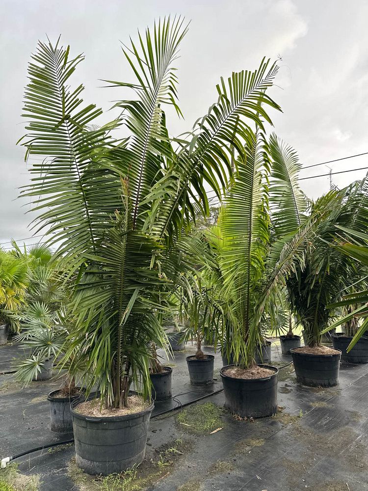 attalea-cohune-orbignya-cohune-cohune-palm