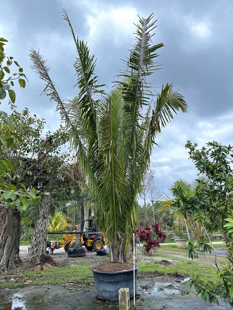 attalea-cohune-orbignya-cohune-cohune-palm
