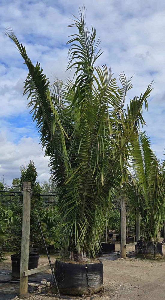 attalea-cohune-orbignya-cohune-cohune-palm