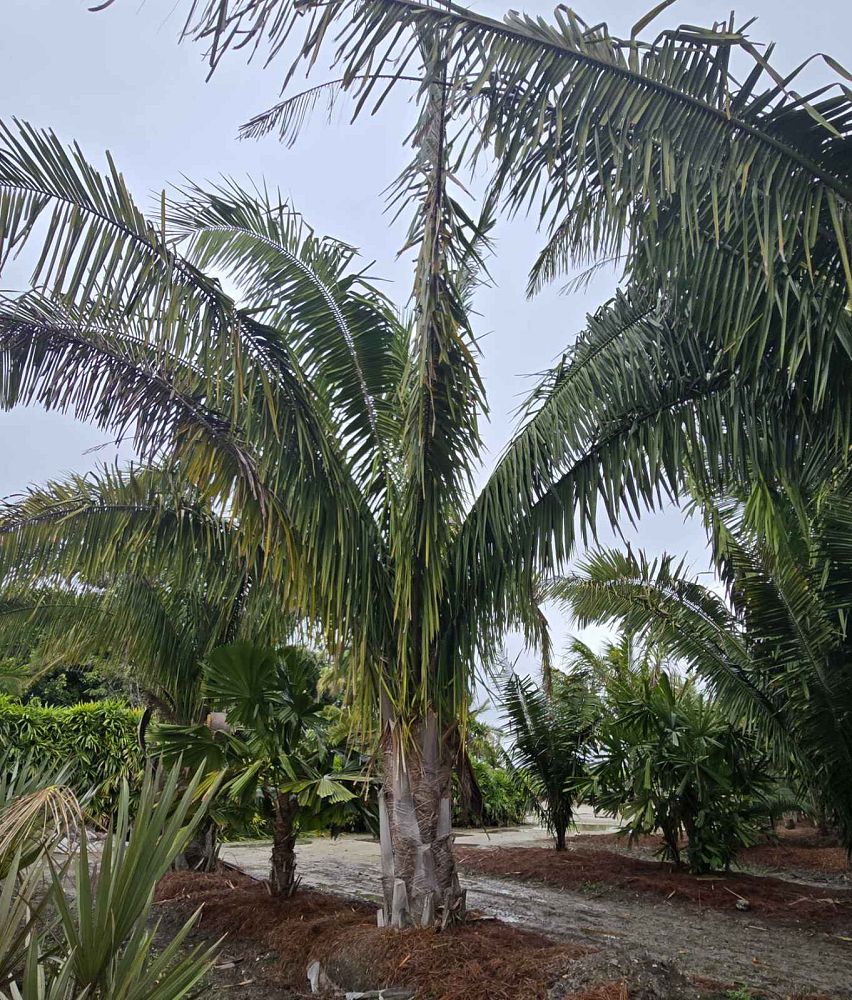attalea-cohune-orbignya-cohune-cohune-palm
