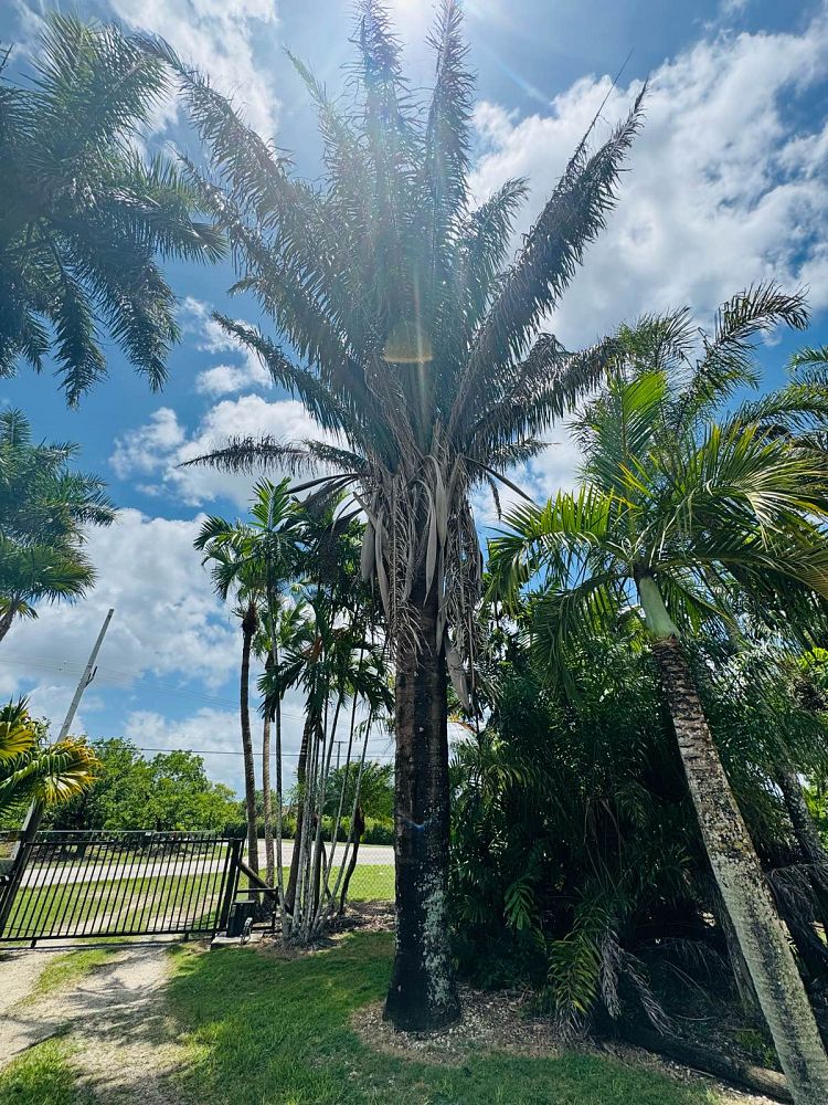attalea-cohune-orbignya-cohune-cohune-palm