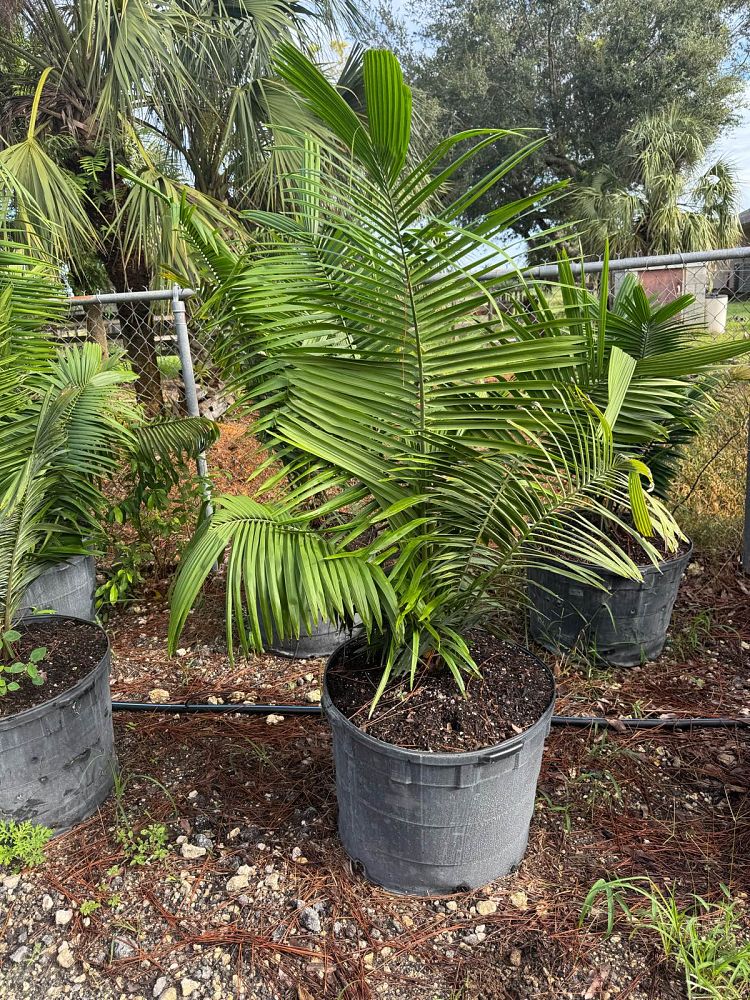 attalea-cohune-orbignya-cohune-cohune-palm