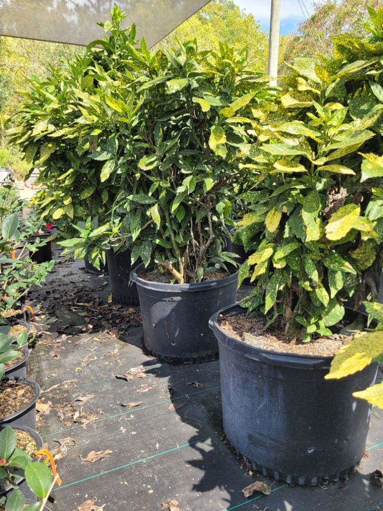 aucuba-japonica-dwarf-gold-dust-japanese-aucuba