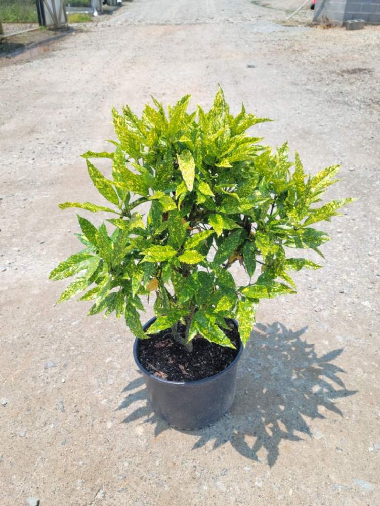 aucuba-japonica-hosaba-hoshifu-japanese-aucuba