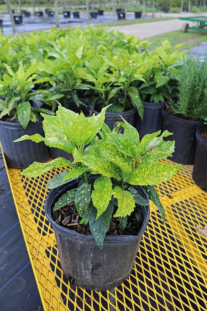 aucuba-japonica-japanese-aucuba
