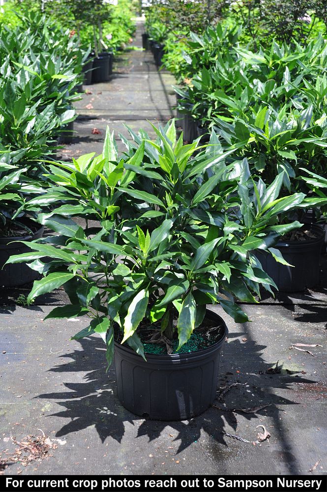 aucuba-japonica-japanese-aucuba