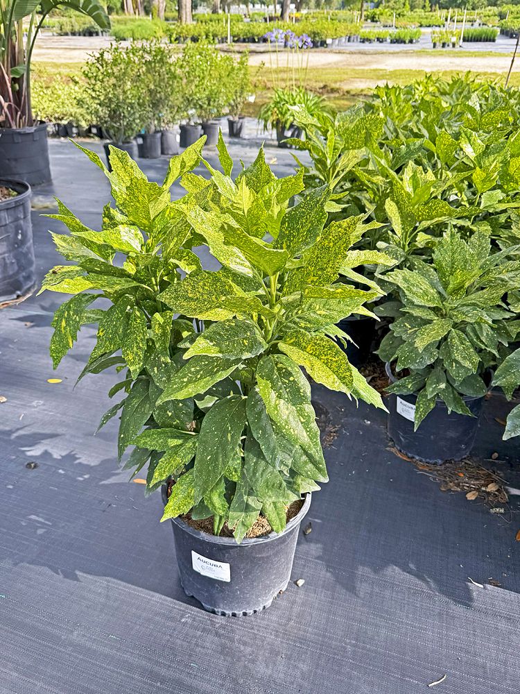 aucuba-japonica-japanese-aucuba