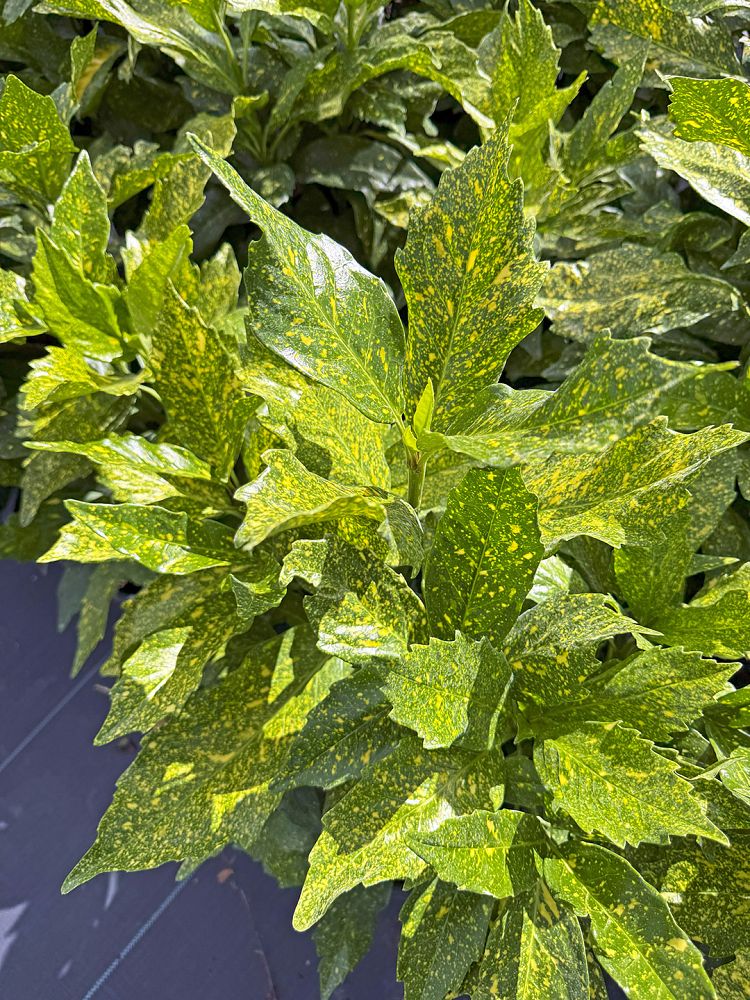 aucuba-japonica-japanese-aucuba