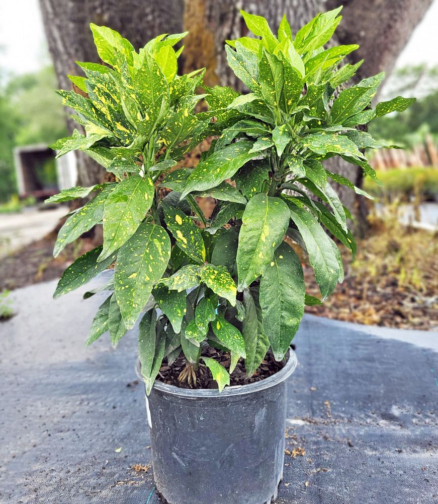 aucuba-japonica-japanese-aucuba