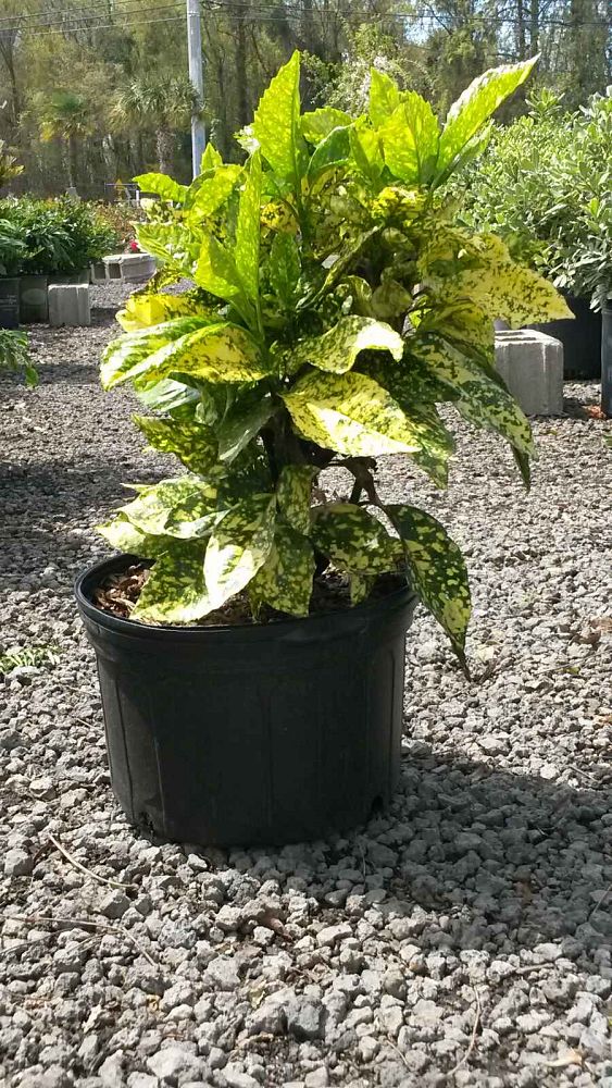 aucuba-japonica-marmorata-japanese-aucuba