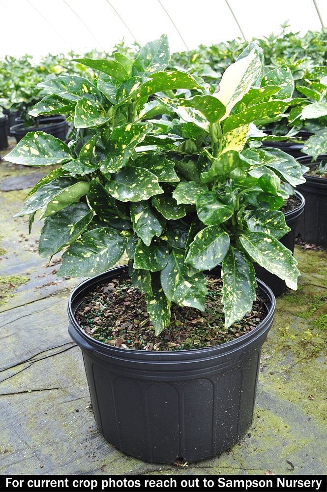 aucuba-japonica-nana-japanese-aucuba
