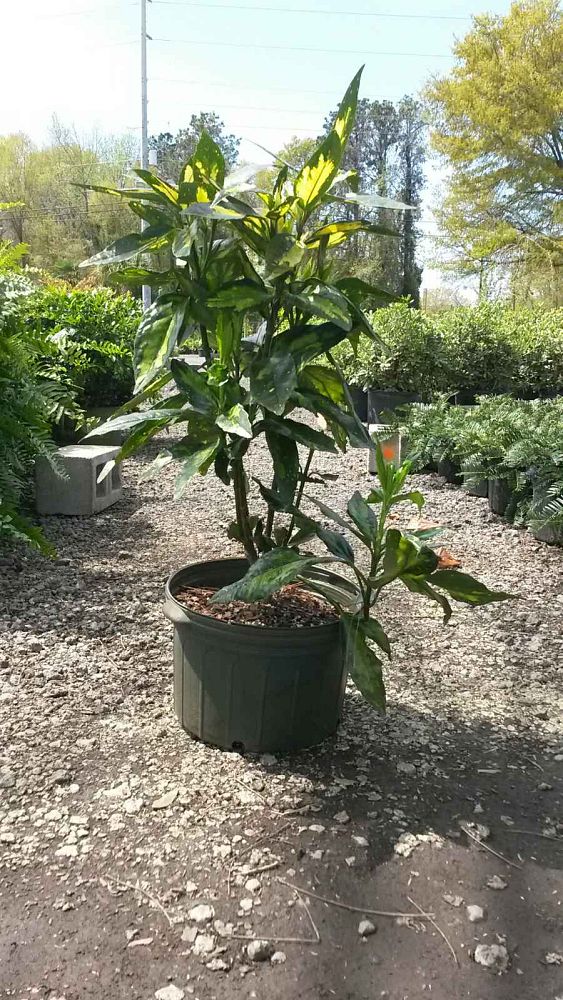 aucuba-japonica-picturata-japanese-aucuba