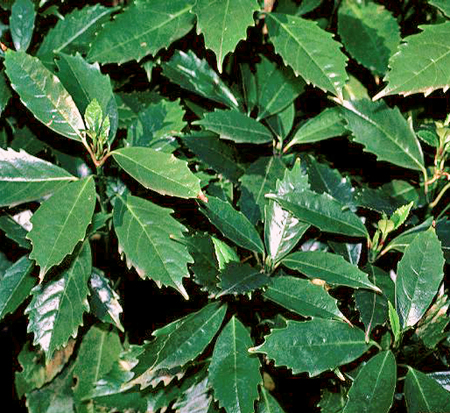 aucuba-japonica-serratifolia-japanese-aucuba