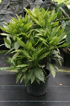 aucuba-japonica-variegata-japanese-aucuba-variegated-gold-dust-plant-aucuba-japonica-gold-dust