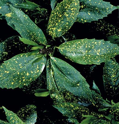 aucuba-japonica-variegata-japanese-aucuba-variegated-gold-dust-plant-aucuba-japonica-gold-dust