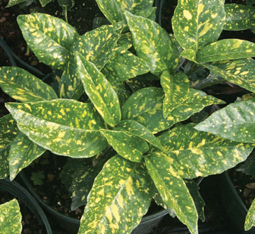 aucuba-japonica-variegata-japanese-aucuba-variegated-gold-dust-plant-aucuba-japonica-gold-dust