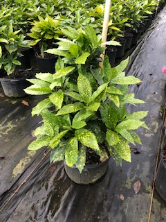 aucuba-japonica-variegata-japanese-aucuba-variegated-gold-dust-plant-aucuba-japonica-gold-dust