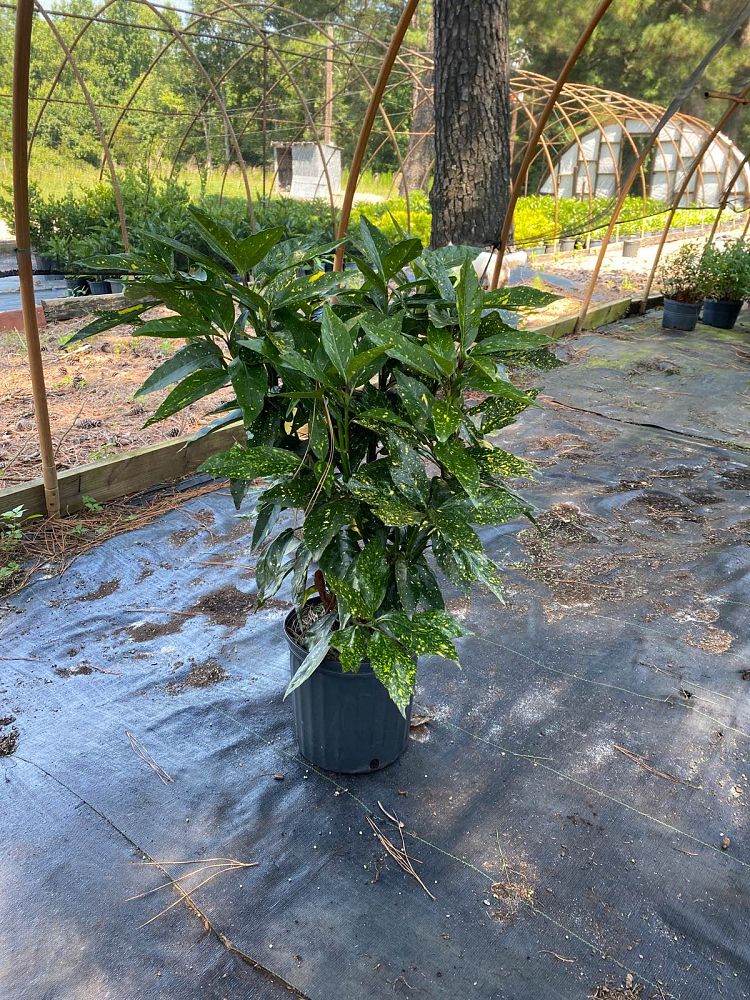 aucuba-japonica-variegata-japanese-aucuba-variegated-gold-dust-plant-aucuba-japonica-gold-dust