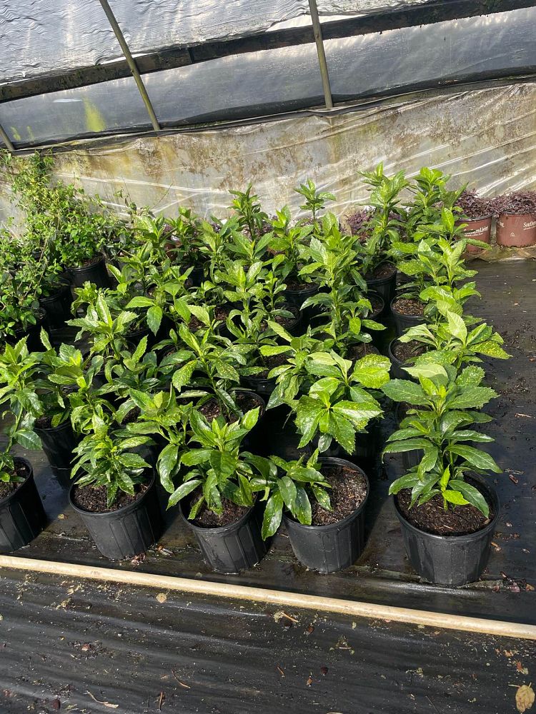 aucuba-japonica-variegata-japanese-aucuba-variegated-gold-dust-plant-aucuba-japonica-gold-dust