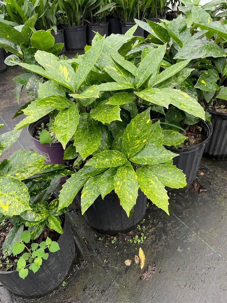aucuba-japonica-variegata-japanese-aucuba-variegated-gold-dust-plant-aucuba-japonica-gold-dust