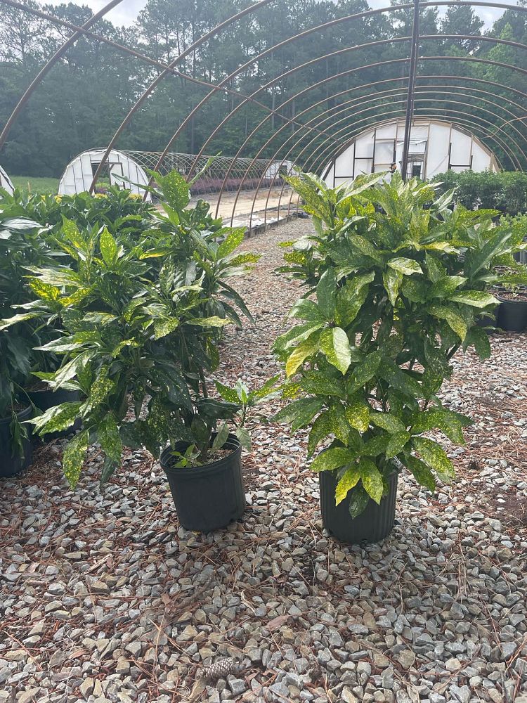 aucuba-japonica-variegata-japanese-aucuba-variegated-gold-dust-plant-aucuba-japonica-gold-dust