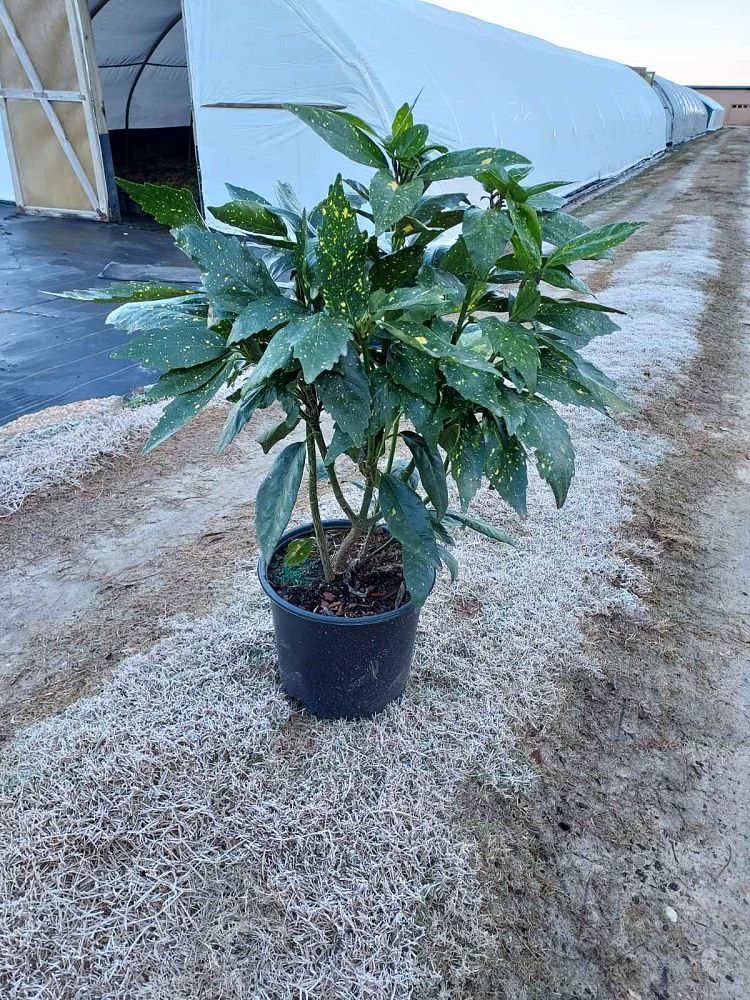 aucuba-japonica-variegata-japanese-aucuba-variegated-gold-dust-plant-aucuba-japonica-gold-dust