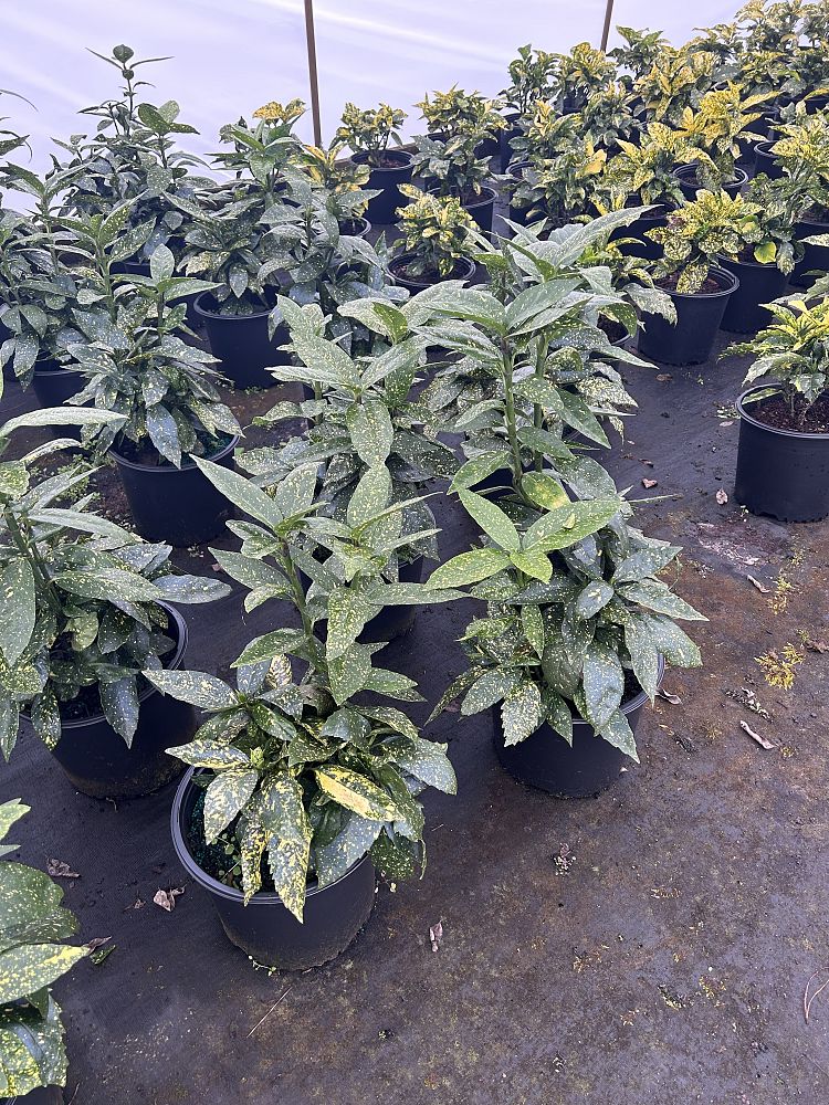 aucuba-japonica-variegata-japanese-aucuba-variegated-gold-dust-plant-aucuba-japonica-gold-dust