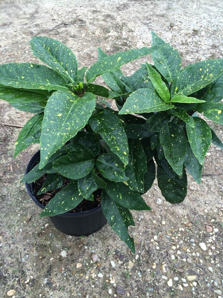 Dairyland Nursery, LLC