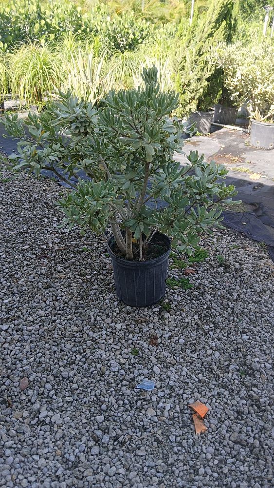 auranticarpa-rhombifolia-diamond-leaf-pittosporum