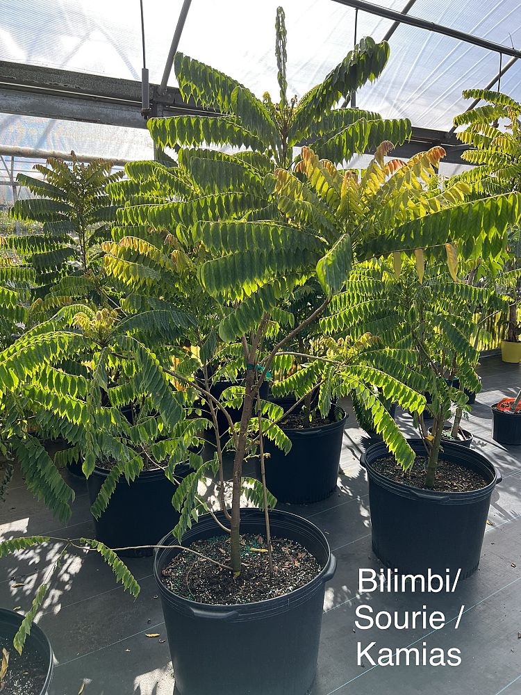 averrhoa-bilimbi-bilimbi
