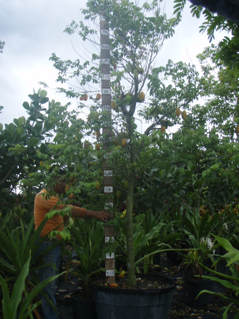 averrhoa-carambola-kari-star-fruit-edible