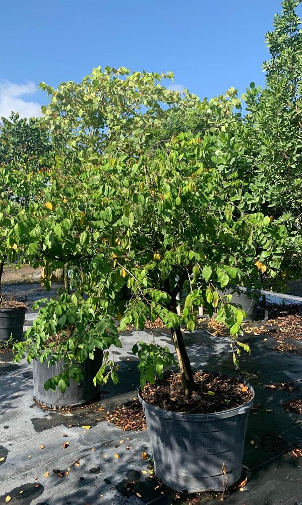 averrhoa-carambola-kari-star-fruit-edible