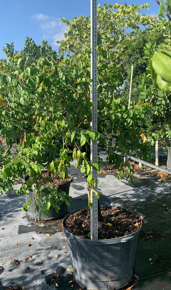 averrhoa-carambola-kari-star-fruit-edible