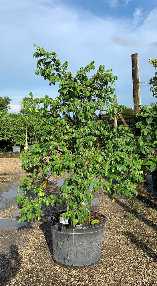 averrhoa-carambola-kari-star-fruit-edible