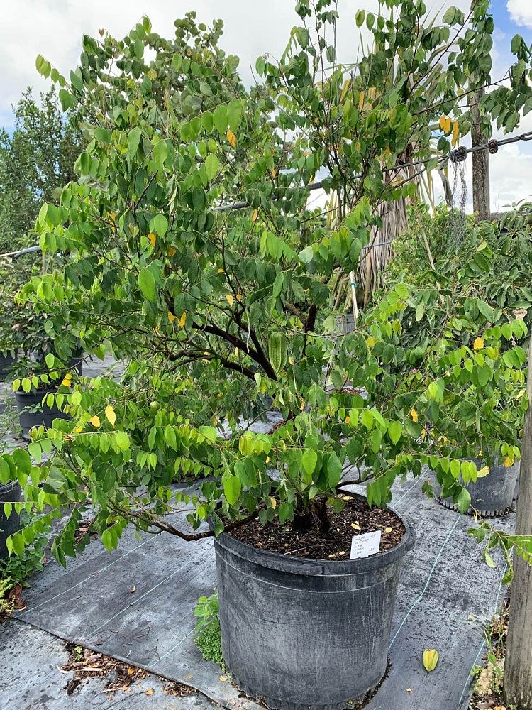 averrhoa-carambola-kari-star-fruit-edible