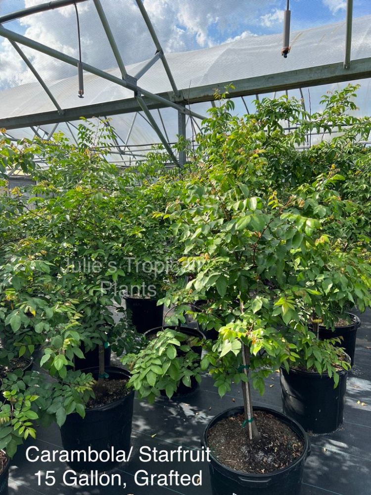 averrhoa-carambola-sri-kembangan-star-fruit-edible